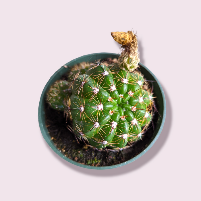 Notocactus parodia militaris with dried flower bud in nursery pot.