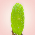 Opuntia 'Emerald Wave' Cactus pad in soil.
