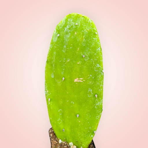 Opuntia 'Emerald Wave' Cactus pad in soil.