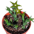Orbea dummeri succulent with spiny stems and star-shaped bloom.
