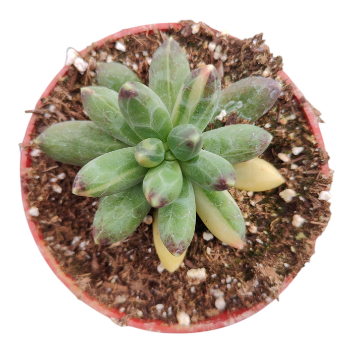 Pachyphytum compactum variegata in red pot with green-purple leaves.
