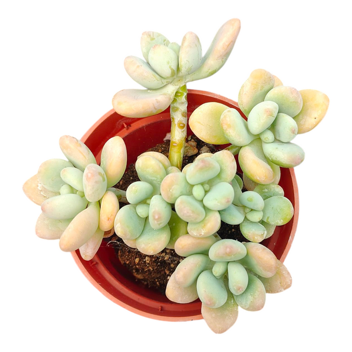 Pachyphytum cv Frevel succulent with pastel-green, pinkish leaves.