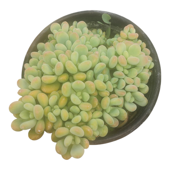 Pachyphytum cv Frevel with plump, oval leaves.