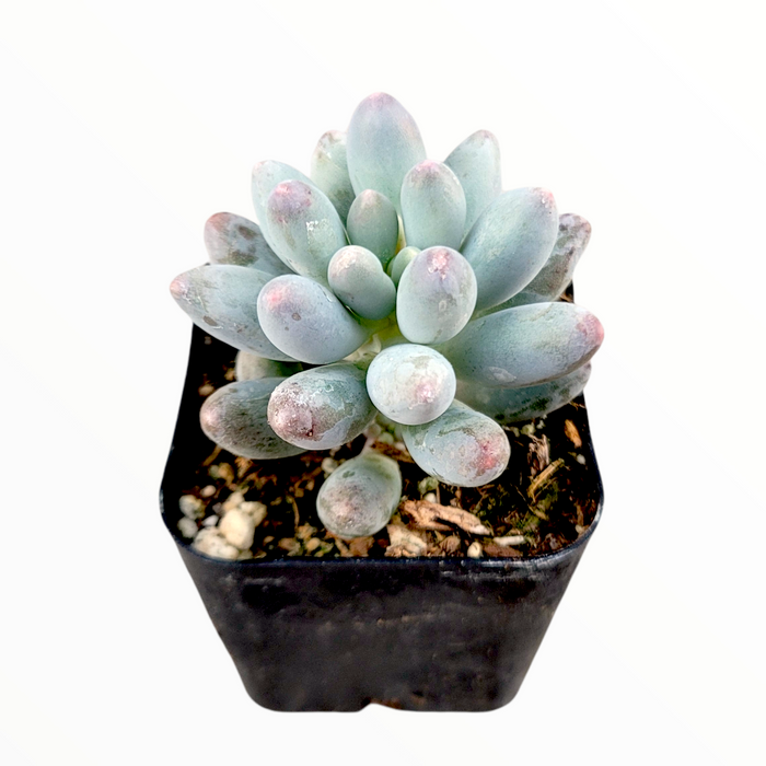 Pachyphytum 'Machucae' Baby Fingers in black nursery pot.