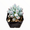 Pachyphytum 'Machucae' Baby Fingers in black nursery pot.