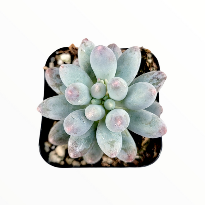 Pachyphytum 'Machucae' Baby Fingers in black nursery pot.