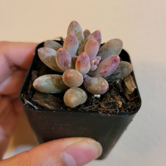 Pachyphytum 'Machucae' Baby Fingers in a small black pot.