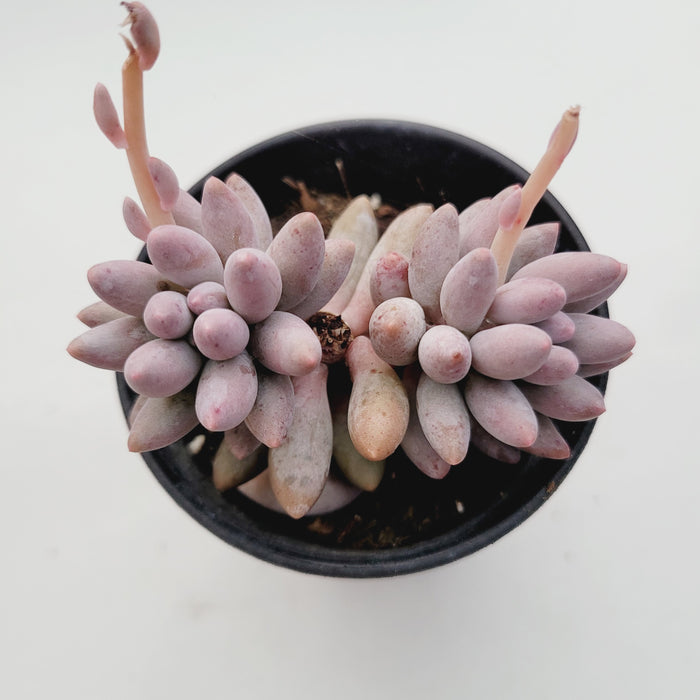 Pachyphytum 'Machucae' Baby Fingers succulent in black pot.