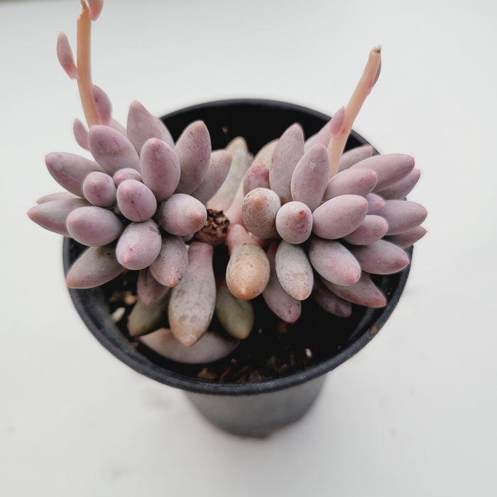 Pachyphytum 'Machucae' Baby Fingers succulent in black pot.