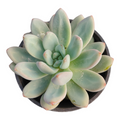 Pachyphytum Starburst succulent with pale blue-green rosette leaves.