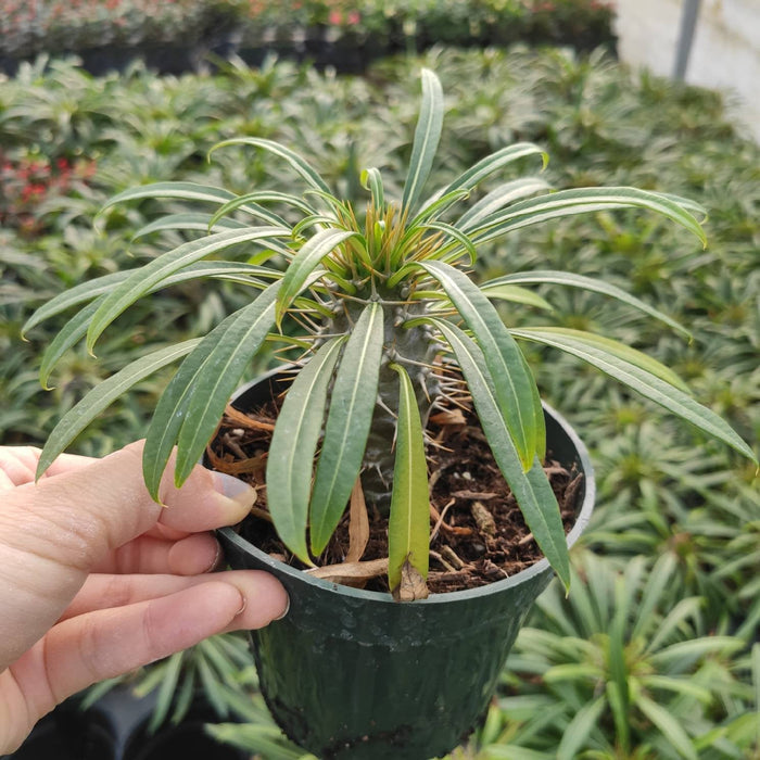 Pachypodium Lamerei in a 4-inch pot with spiny stem.