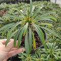 Pachypodium Lamerei, caudiciform succulent in hand, nursery pot.