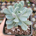 Pachyveria 'Clavata' Variegata in black nursery pot.