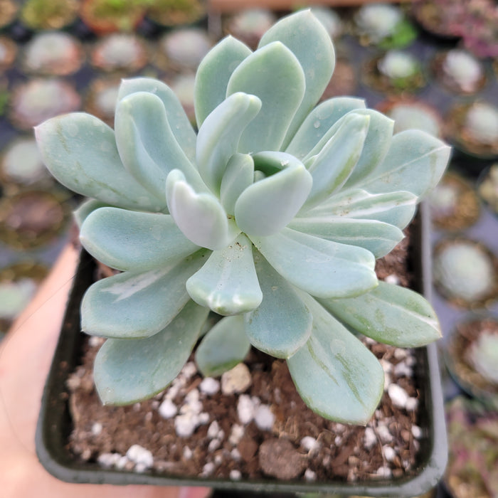 Pachyveria 'Clavata' Variegata in black nursery pot.