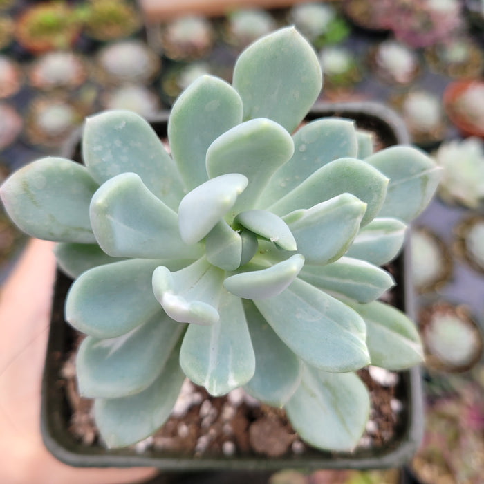 Pachyveria 'Clavata' Variegata succulent in nursery container.