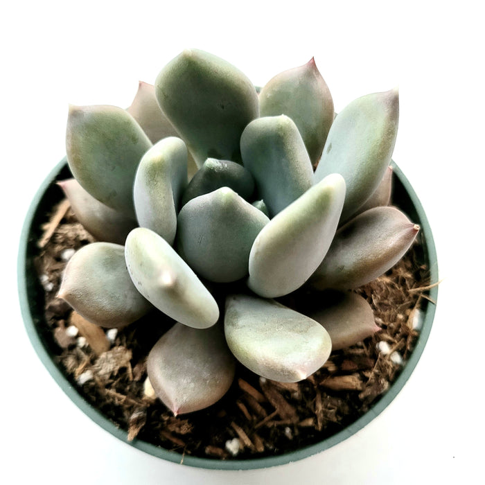 Pachyveria 'Draco' in a small round pot.