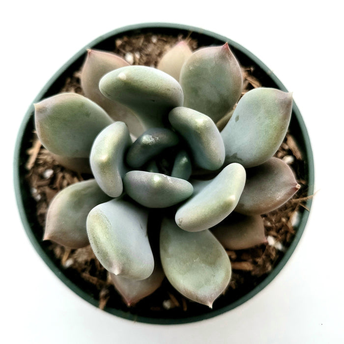 Pachyveria 'Draco' succulent, gray-green rosette with pinkish tips.