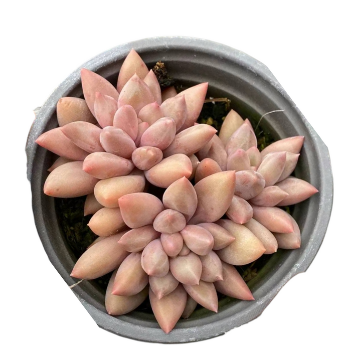 Pachyveria Red Angel's Finger succulent with pinkish rosettes.