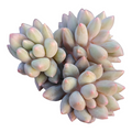 Pachyveria Red Angel's Finger succulent cluster.