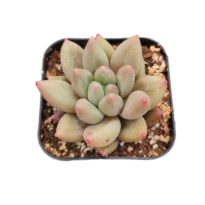 Pachyveria Red Angel's Finger succulent in square nursery pot.