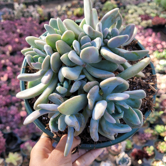 Pachyveria Sp succulent in nursery pot, held by hand.
