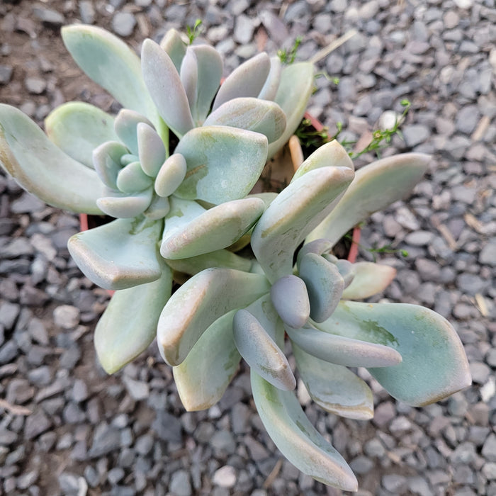 Pachyveria Sp in gravelly bed, rosette-forming succulent.