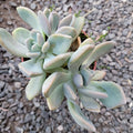 Pachyveria Sp in gravelly bed, rosette-forming succulent.