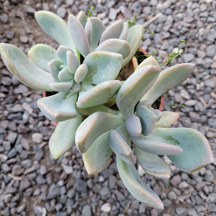 Pachyveria Sp succulent in gravel bed.