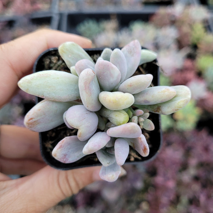 Pachyveria Sp succulent in small black nursery pot.
