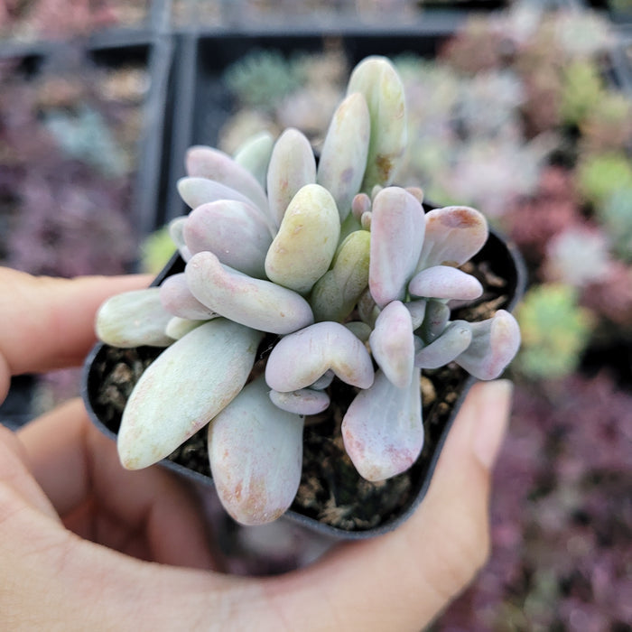 Pachyveria Sp succulent in small square pot.
