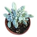 Pachyveria Variegata, small potted succulent with fleshy leaves.