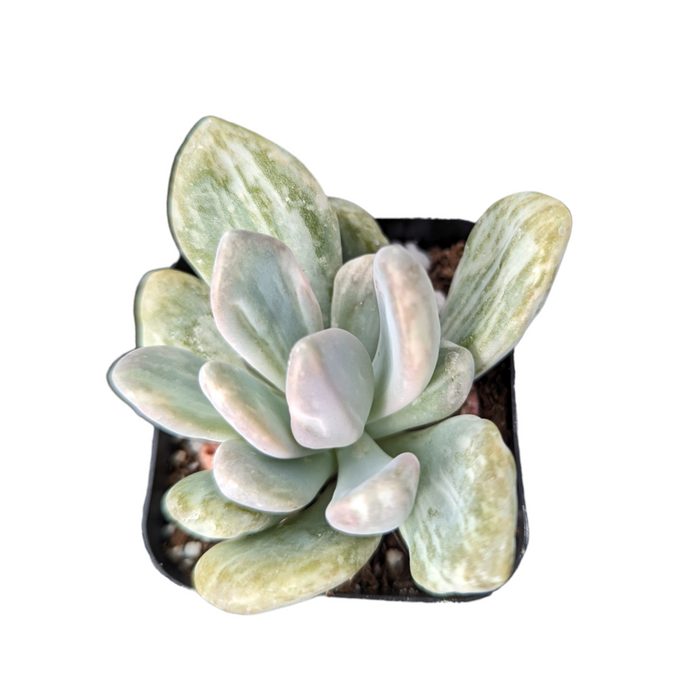 Pachyveria Variegata in black pot, bluish-green rosette.