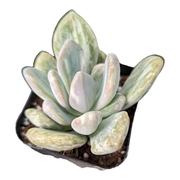 Pachyveria Variegata in black pot with thick, bluish leaves.