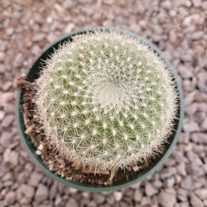 Parodia haselbergii 'Scarlet Ball Cactus' in nursery pot.
