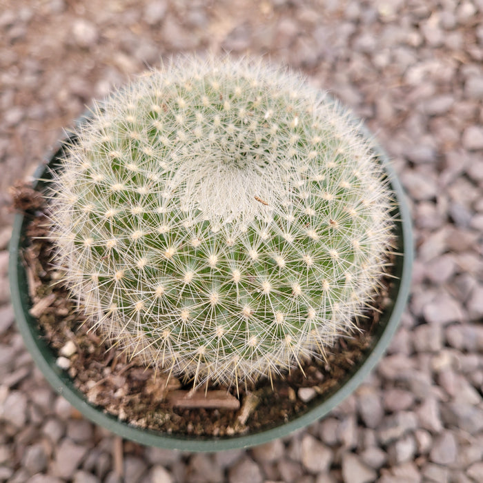 Parodia haselbergii 'Scarlet Ball Cactus' in nursery pot.