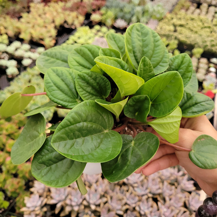 Peperomia albovittata Rana Verde in hand, thick ovate leaves.