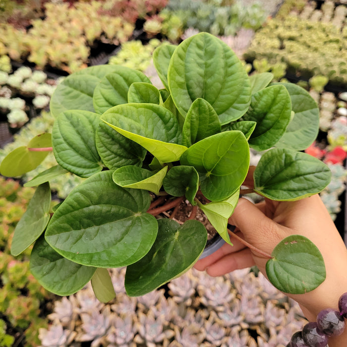 Peperomia albovittata Rana Verde in greenhouse setting.