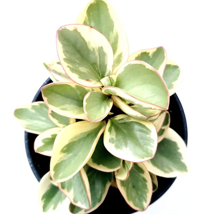 Peperomia obtusifolia Variegata, thick succulent-like leaves.