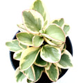 Peperomia obtusifolia Variegata, thick succulent-like leaves.