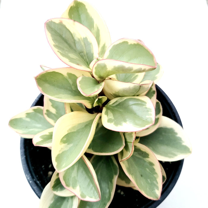 Peperomia obtusifolia Variegata, variegated succulent-like houseplant.