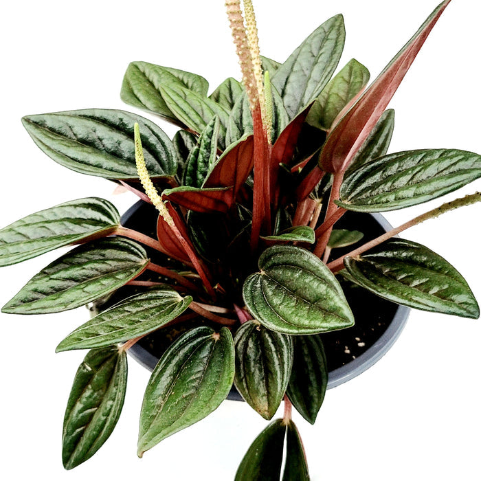 Peperomia 'Rosso' with glossy, corrugated green leaves and reddish undersides.