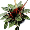 Peperomia 'Rosso' with glossy, corrugated green leaves and reddish undersides.