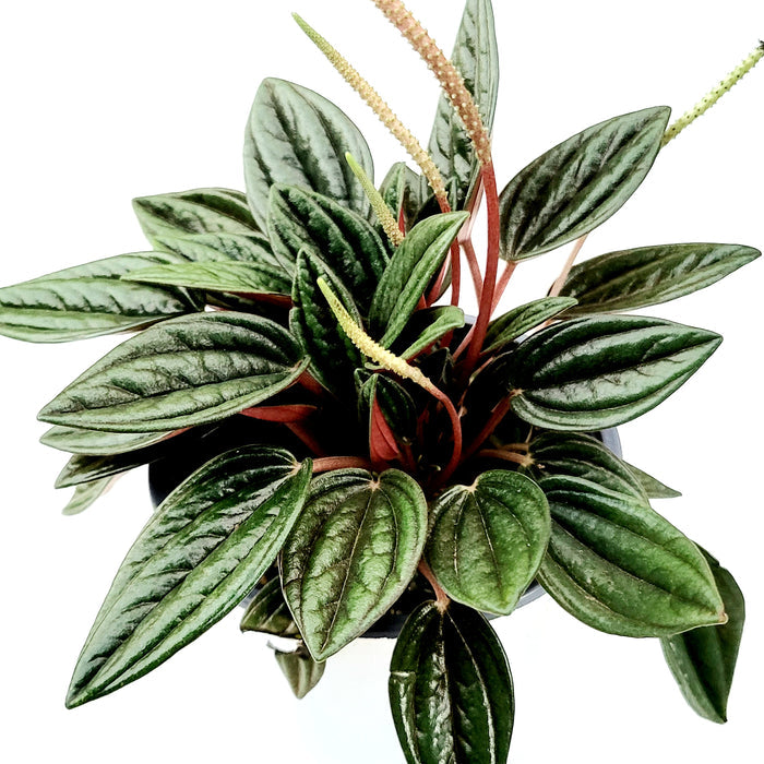 Peperomia 'Rosso' with heart-shaped, glossy leaves and flower spikes.