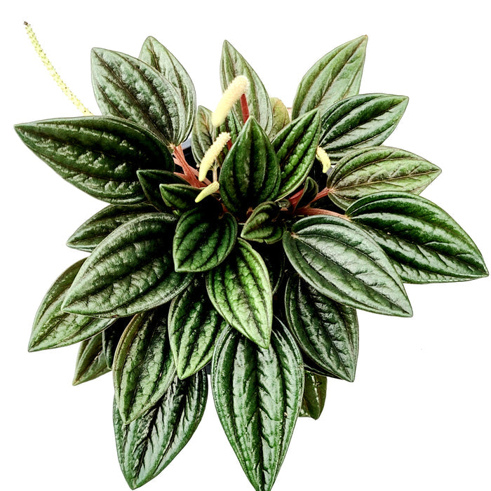Peperomia 'Rosso' houseplant with textured lance-shaped leaves.