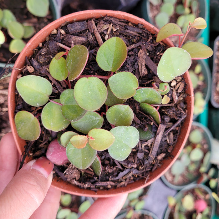 Peperomia 'Ruby Cascade' in nursery pot with round green leaves.