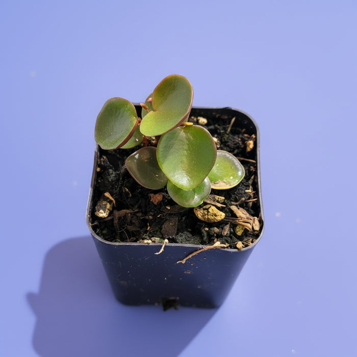 Peperomia 'Ruby Cascade' in pot, held by hand.
