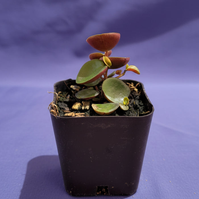 Peperomia 'Ruby Cascade' in small nursery pot, held by hand.