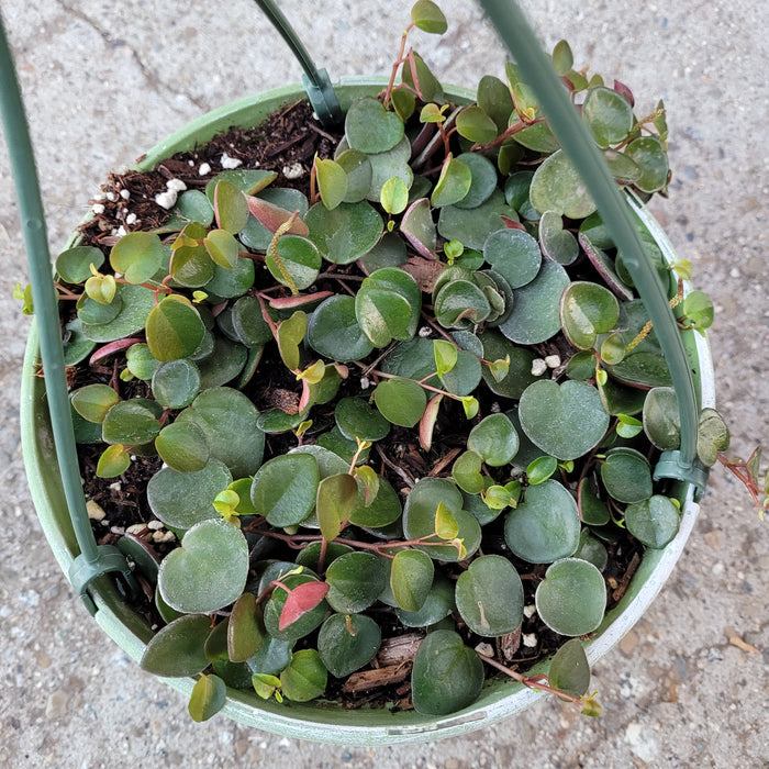 Peperomia 'Ruby Cascade' with trailing coin-shaped leaves in a hanging basket.