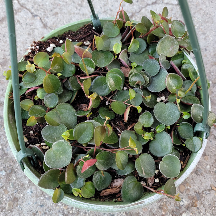Peperomia 'Ruby Cascade' trailing succulent in hanging pot.