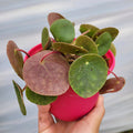 Pilea peperomioides in pink pot, round reddish leaves.